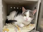 Adopt Sherman a Gray or Blue (Mostly) Domestic Shorthair (short coat) cat in
