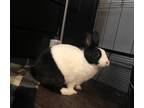 Adopt Romie a White Dutch / Other/Unknown / Mixed rabbit in Montreal