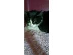 Adopt Noble a Black & White or Tuxedo Domestic Mediumhair (medium coat) cat in