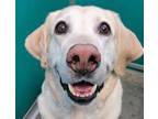 Adopt Duke a Tan/Yellow/Fawn Labrador Retriever / Mixed dog in Las Vegas