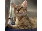 Adopt Woody a Gray or Blue Domestic Shorthair / Domestic Shorthair / Mixed cat