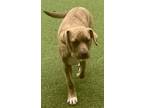 Adopt Winona a Brown/Chocolate Labrador Retriever / Mixed dog in Easton
