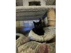 Adopt Dante a Black (Mostly) Domestic Shorthair (short coat) cat in valhalla