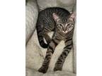 Adopt Holly a Brown or Chocolate Domestic Shorthair (short coat) cat in