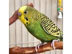 Adopt Calvin a Parakeet - Other bird in Kanab, UT (37433166)