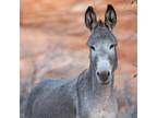 Adopt Fiona a Donkey/Mule/Burro/Hinny / Mixed horse in Kanab, UT (36592101)