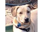 Adopt MAC a Tan/Yellow/Fawn Labrador Retriever / Mixed dog in Pt.
