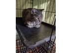 Adopt Bindy aka Sweetie Pie a Domestic Mediumhair / Mixed (short coat) cat in