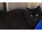 Adopt Harry a All Black Domestic Mediumhair / Domestic Shorthair / Mixed cat in