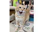 Adopt ALFURD a Orange or Red Tabby Domestic Shorthair (short coat) cat in