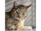 Adopt Sissy a Tortoiseshell Domestic Shorthair / Mixed cat in SHERIDAN