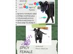 Adopt Spicy a Black Pit Bull Terrier / Labrador Retriever / Mixed dog in