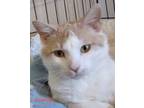 Adopt Hawkeye a Cream or Ivory (Mostly) Domestic Shorthair (short coat) cat in