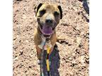 Adopt Mateo a Brindle Boxer / American Staffordshire Terrier / Mixed dog in