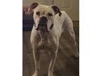 Adopt Rogue a White - with Black Boxer / Mixed dog in Richwood, TX (37456837)