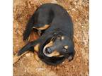 Adopt Paulette a Black - with Tan, Yellow or Fawn Hound (Unknown Type) /