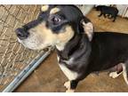 Adopt Scarlett a Black - with Tan, Yellow or Fawn Hound (Unknown Type) / Mixed