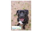 Adopt Panini a Black Mixed Breed (Medium) / Mixed dog in Covington