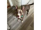 Adopt Laken a Gray/Silver/Salt & Pepper - with White American Staffordshire