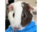 Adopt Violet a Guinea Pig small animal in Kanab, UT (37556294)
