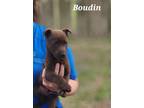 Adopt Boudin a Brown/Chocolate Labrador Retriever / Mixed dog in St.