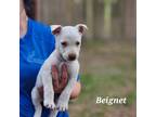 Adopt Beignet a White Labrador Retriever / Mixed dog in St.