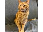 Adopt Tangelo a Orange or Red Tabby Domestic Shorthair (short coat) cat in