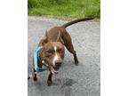 Adopt Lizzie a Red/Golden/Orange/Chestnut - with White Pit Bull Terrier / Mixed