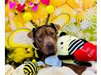 Adopt Lasagna a Brown/Chocolate American Pit Bull Terrier / Mixed dog in