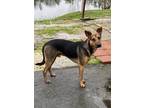 Adopt Patrick a Black - with Tan, Yellow or Fawn German Shepherd Dog / Mixed dog