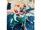 Adopt Mr. Spaghetti a Tan/Yellow/Fawn - with Black American Pit Bull Terrier /