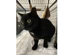 Adopt Jackson a Black & White or Tuxedo Domestic Shorthair cat in Whiteville