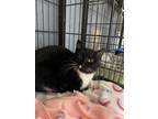 Adopt Zenni a Black & White or Tuxedo Domestic Shorthair (short coat) cat in New