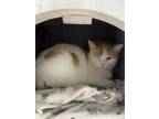 Adopt Karl a White (Mostly) Domestic Shorthair (short coat) cat in New Richmond