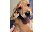 Adopt Gampy a Tricolor (Tan/Brown & Black & White) Black and Tan Coonhound /