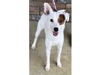 Adopt Wishbone a White Jack Russell Terrier / Mixed dog in Belmont