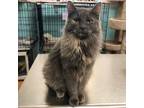 Adopt Mystery a Gray or Blue Domestic Mediumhair / Mixed cat in Buffalo