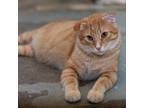 Adopt Thor a Orange or Red Domestic Shorthair / Mixed cat in Buffalo