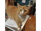 Adopt Cantelope a Orange or Red Domestic Shorthair / Mixed cat in Buffalo