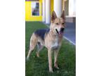 Adopt Coty a Black - with Tan, Yellow or Fawn German Shepherd Dog / Mixed dog in