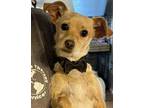 Adopt Duke a Tan/Yellow/Fawn Terrier (Unknown Type, Small) / Mixed dog in West