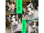 Adopt Sput McButt a Brown Tabby Domestic Shorthair (short coat) cat in El