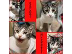 Adopt Spot McDott a Brown Tabby Domestic Shorthair (short coat) cat in El