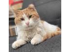 Adopt Gary a Orange or Red Domestic Mediumhair / Mixed cat in Milford