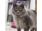 Adopt Gretchen a Gray or Blue Domestic Mediumhair / Mixed cat in Milford