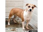 Adopt Asha a Brown/Chocolate Beagle / Mixed dog in Edinburg, TX (37470899)