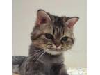 Adopt Candy Kuwait a Gray or Blue Persian / Mixed cat in Merrifield