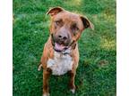 Adopt Rocco a Brindle American Pit Bull Terrier dog in oklahoma city