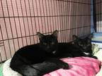 Adopt Jamal a All Black Domestic Shorthair (short coat) cat in Byron Center