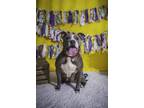 Adopt Thickums a Gray/Silver/Salt & Pepper - with White American Pit Bull